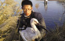 东方白鹳中毒