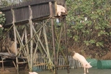 土猪高台跳水为健身