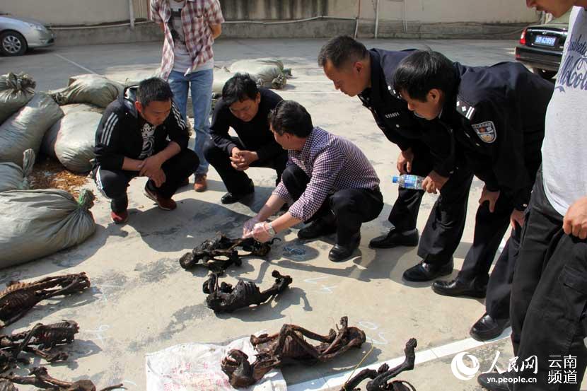 云南保山查获疑似猴类死体52只 嫌疑人称从腾