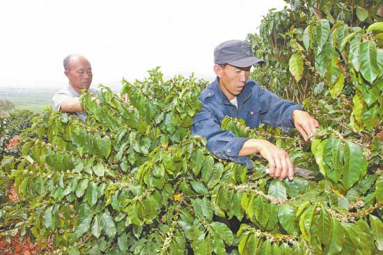 云南宾川打造朱苦拉品牌咖啡