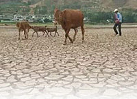 雲南麗江連續兩月氣溫偏高降水偏少 59個鄉鎮遭受旱災