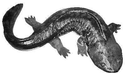 丽江黑龙潭躲著娃娃鱼?目击者称长约50多厘米--云南频道--人民网