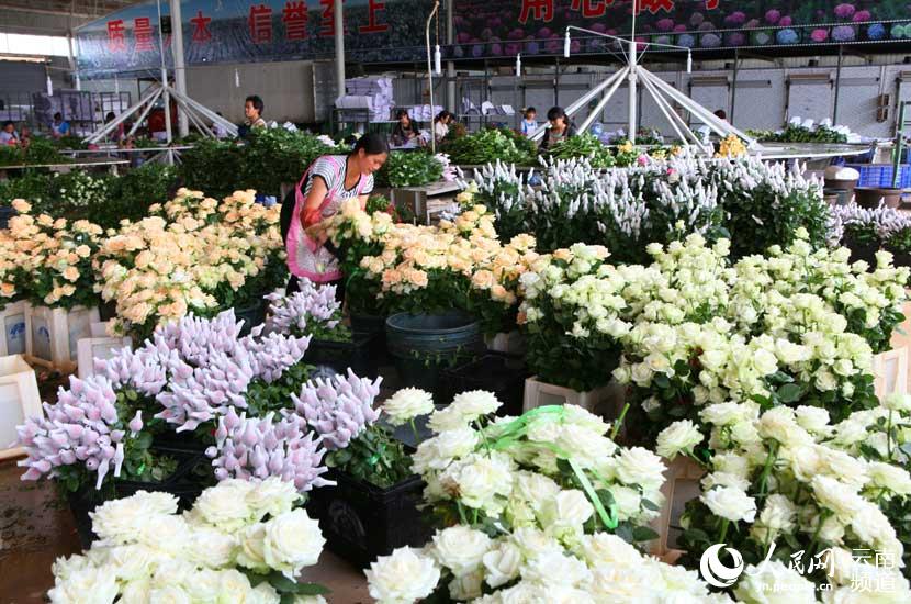 组图:泸西多举措做靓花卉产业名片--云南频道--人民网