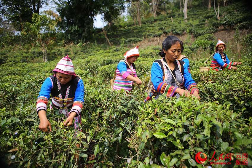 基诺族妇女在茶园采摘茶叶。（人民网 李发兴 摄）