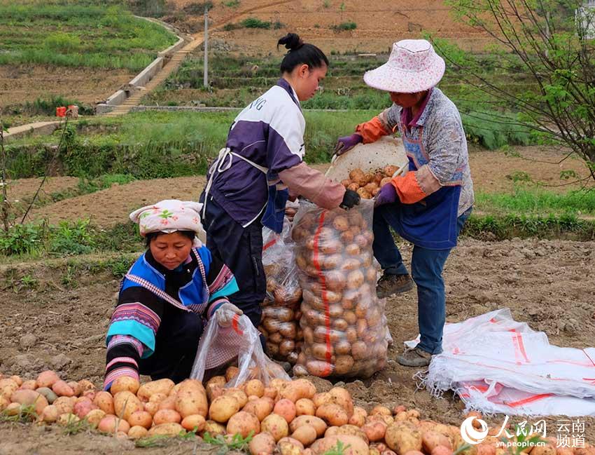 近年来,师宗县五龙壮族乡,高良壮族苗族瑶族乡,龙庆彝族壮族乡三个