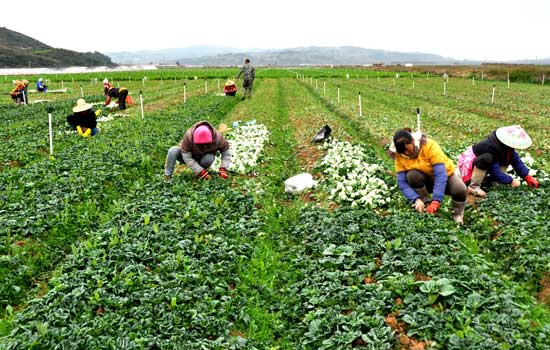 泸西县蔬菜产业稳步发展