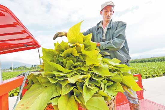 大理州烟叶生产进入采收季--云南频道--人民网
