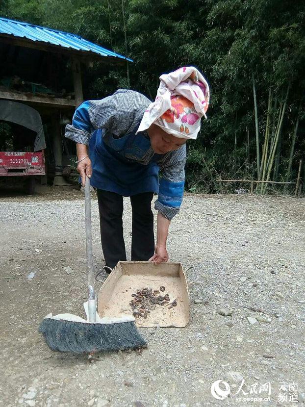 云南:大量怪虫现身家中吓坏村民 专家鉴定为有