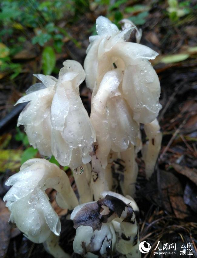 昆明现"冥界之花"水晶兰 晶莹剔透颇为神秘