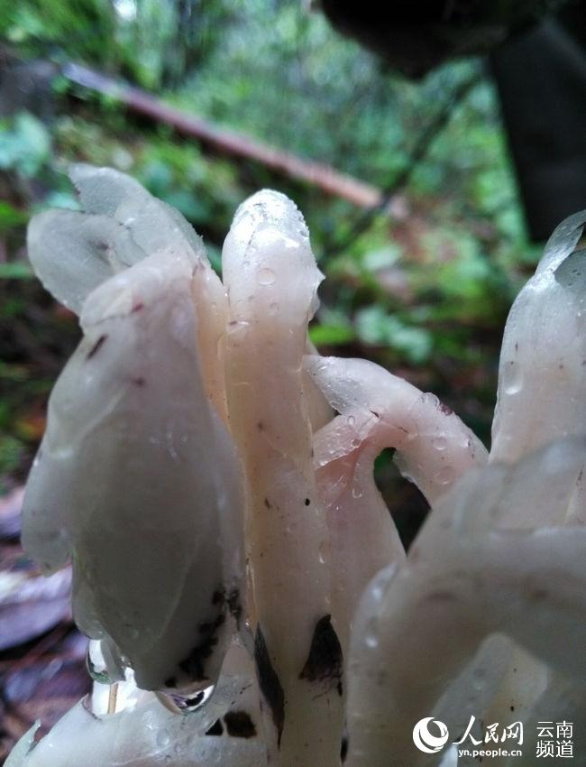 昆明现"冥界之花"水晶兰 晶莹剔透颇为神秘