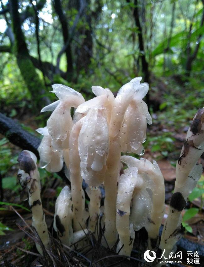 昆明现"冥界之花"水晶兰 晶莹剔透颇为神秘