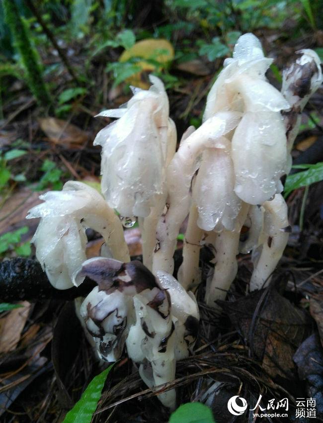 昆明现"冥界之花"水晶兰 晶莹剔透颇为神秘