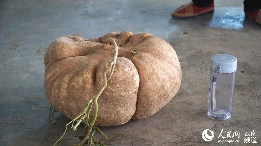 云南宾川一村民葡萄地里挖出28斤巨无霸土瓜