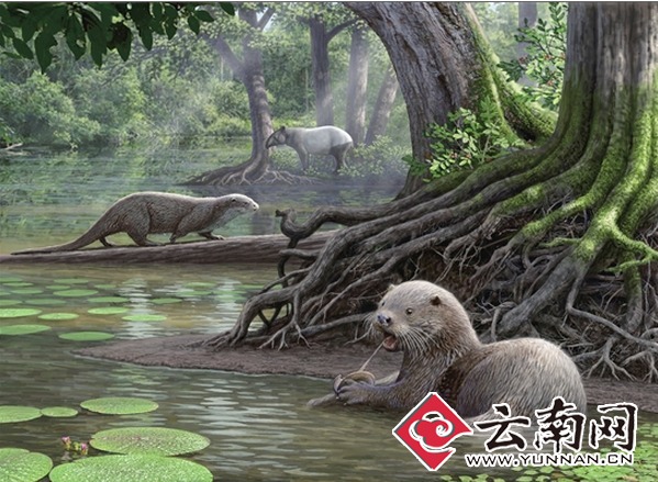 科学家在云南昭通发现600万年前巨型水獭新种