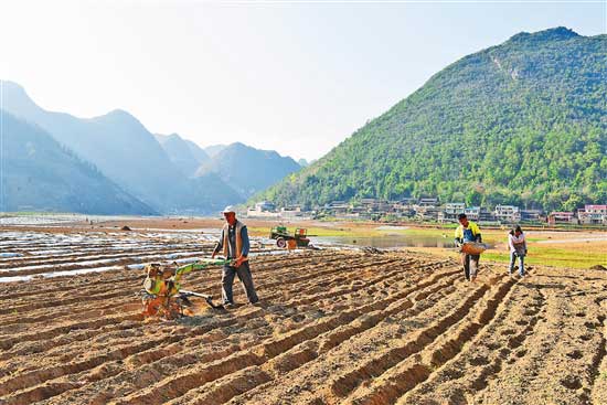 在西畴县蚌谷乡龙树脚山村,水淹地里的地膜冬早包谷种植已开展得热火