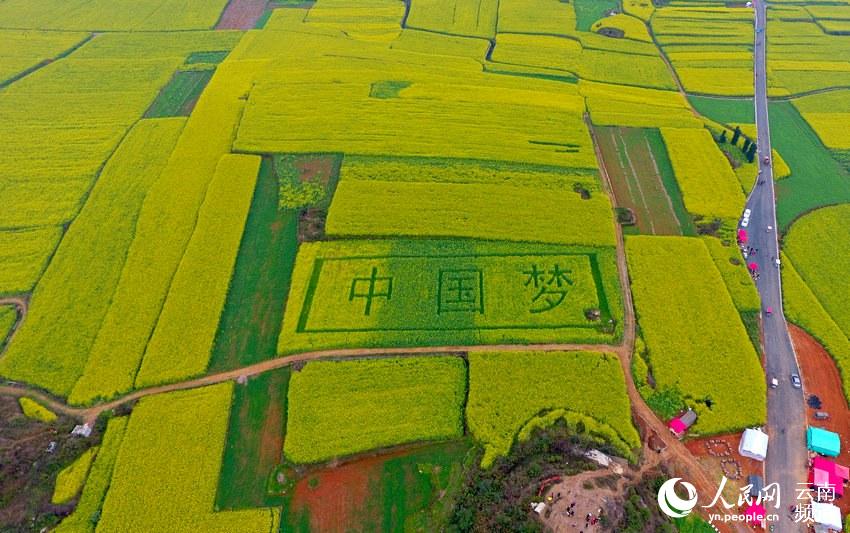 图为油菜花田中的"中国梦"三个字.毛虹 摄