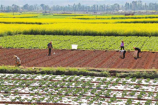 云南农业结构性改革:重点在调、提、联、拓