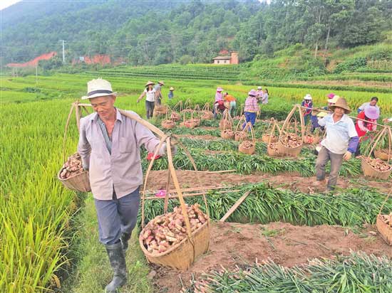 玉溪人人均收入_玉溪现代特色农业发展快农村居民人均可支配收入达11968元