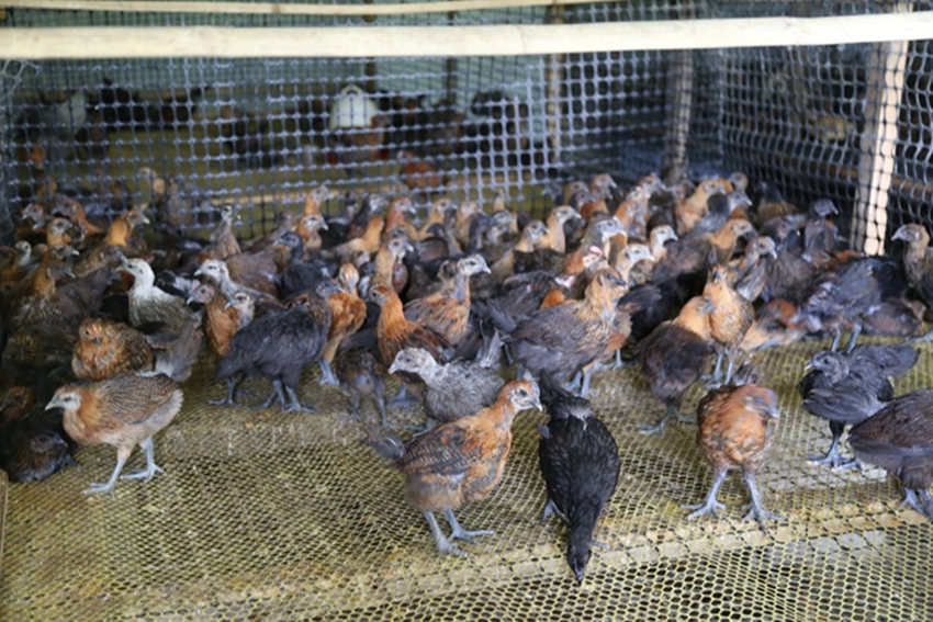 龙陵腊勐:山地鸡养殖为山区群众增收添新路