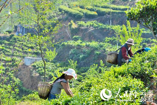 云南昌宁:打造全国知名红茶品牌 擦亮千年茶乡