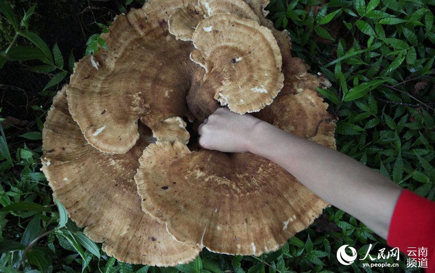 云南普洱现巨型蘑菇 周长近1.8米大小堪比簸箕