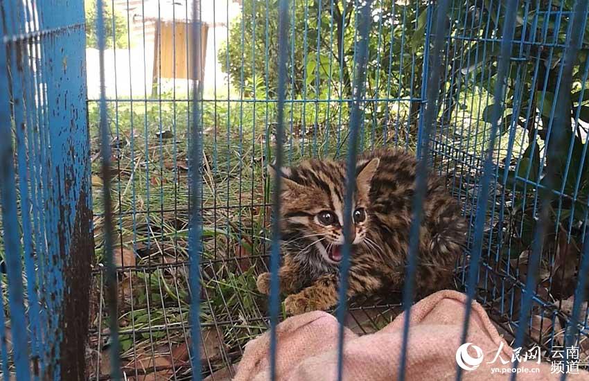 云南:男子捡到豹猫后在百度贴吧售卖 将被处罚