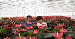 雲南開遠：改革催生出一個現代農業園