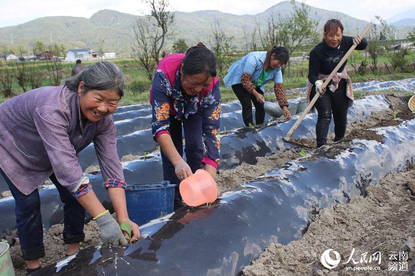 烤烟种植 雷华 摄