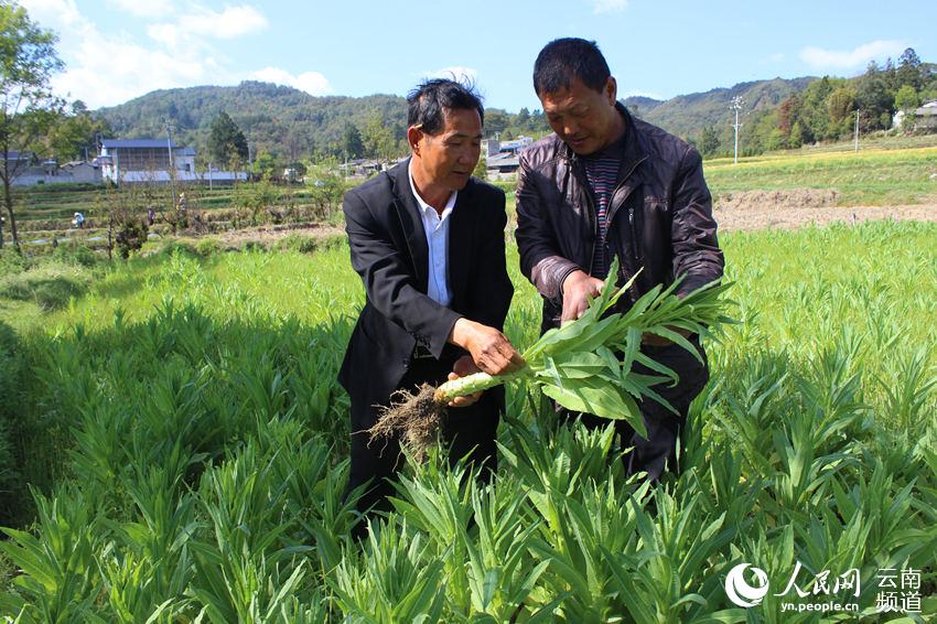 科技人员指导蔬菜种植 雷华 摄