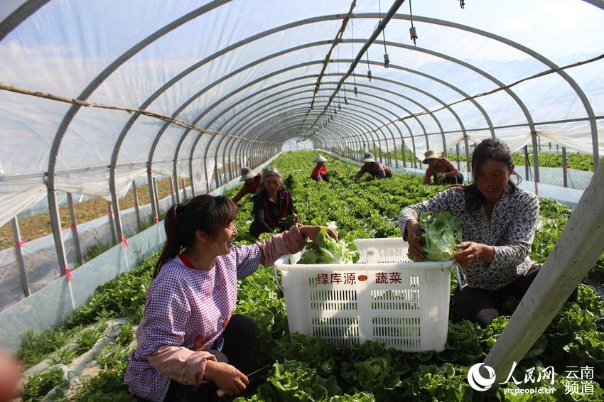 蔬菜种植 雷华 摄