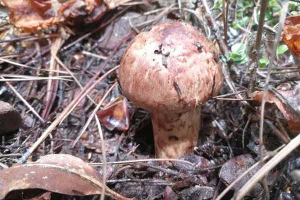 暑期旅游旺季 迪庆松茸之旅向全球发出邀请【3】