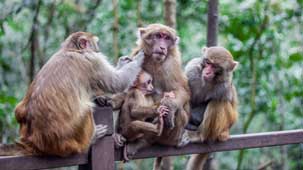 国家二级保护动物猕猴