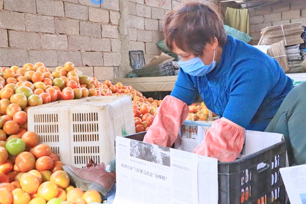 村民正在包裝西紅柿。（供圖）