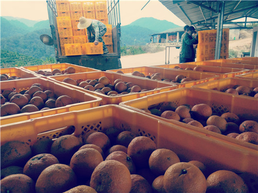 普洱江城：沃柑产业全面复工 采摘外运有序进行【4】