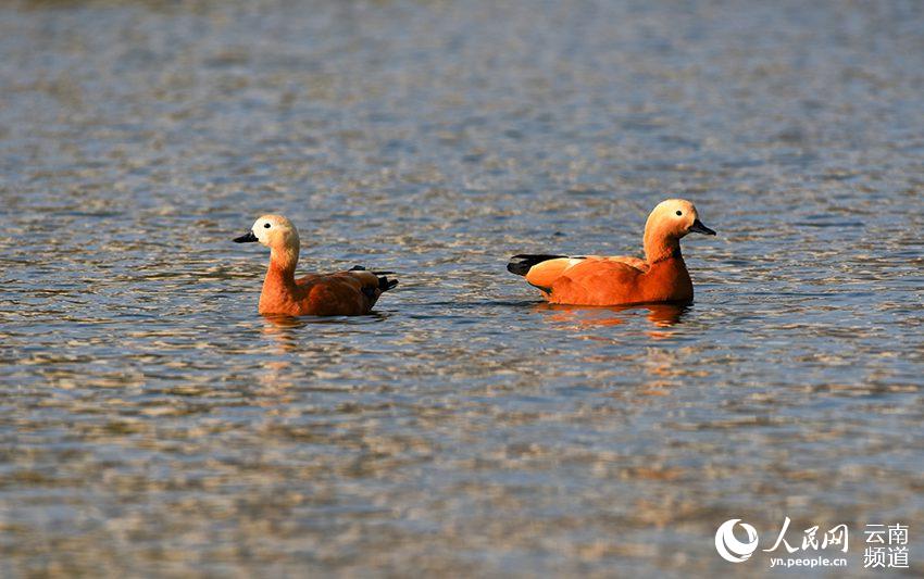 在昌寧茶韻公園湖裡拍攝到的赤麻鴨  (吳再忠 攝)
