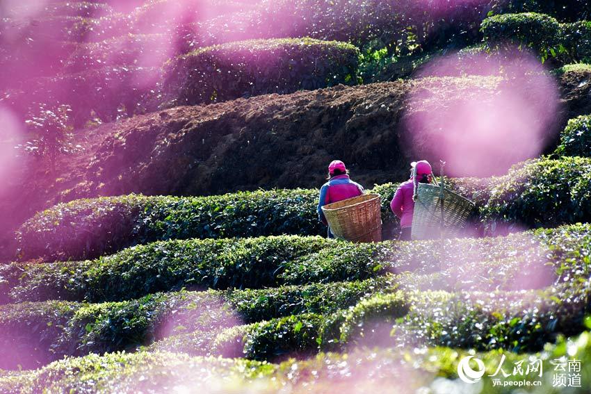 3月9日，茶農在雲南大理彝鄉南澗公郎鎮羅伯克茶場的茶園間採摘春茶。攝影：適志宏