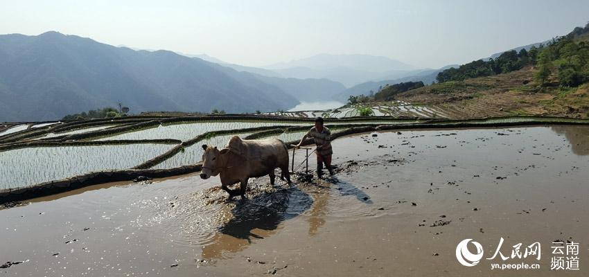 瀾滄江畔拉祜山鄉群眾春耕忙。攝影：譚春