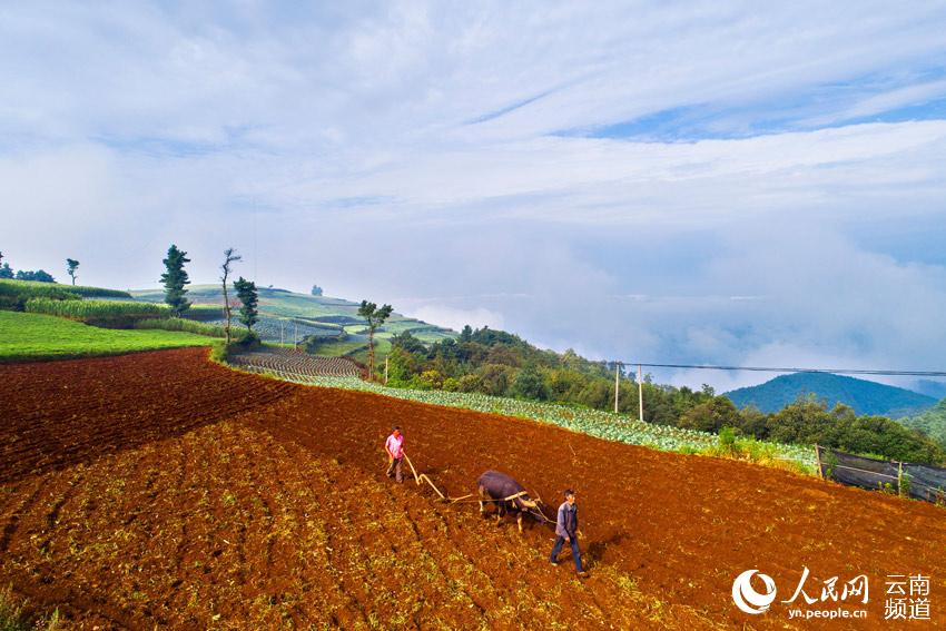 雲南省宜良縣竹山鎮竹山村委會農民正在備耕。攝影：王剛