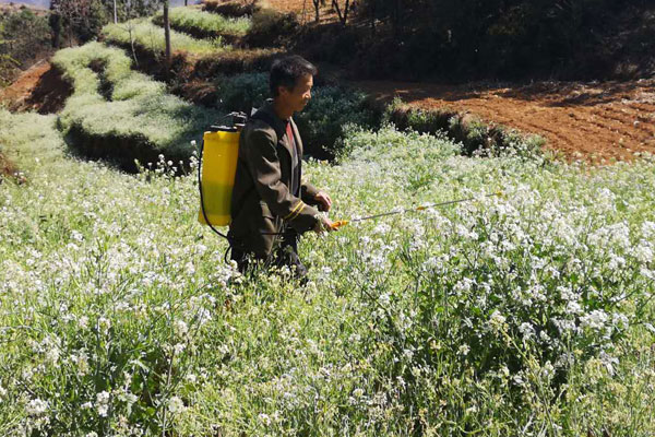 岩頭村建檔立卡戶趙喬柱正忙著給自家地裡的菜籽打農藥。
