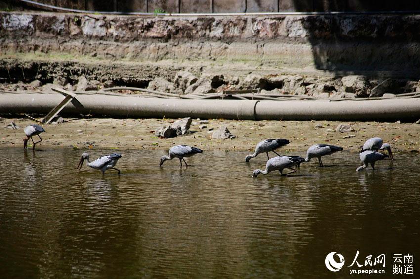 數十隻鉗嘴鸛“做客”翠湖公園  陳國清 攝