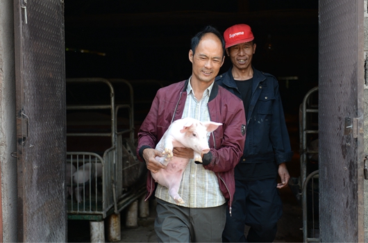 圖為李正鬆正把賣給鄉親的小豬崽從圈舍內抱出。攝影：楊佳燕