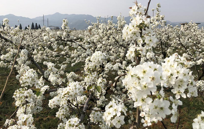 安宁草埔人口_平湖大草埔图片(3)