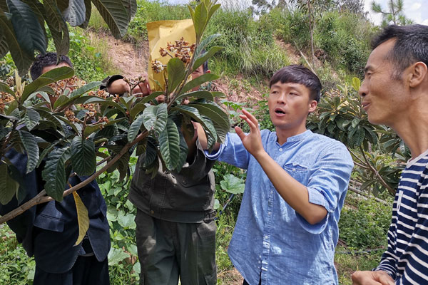 王興平（右二）正在講解枇杷種植知識 供圖
