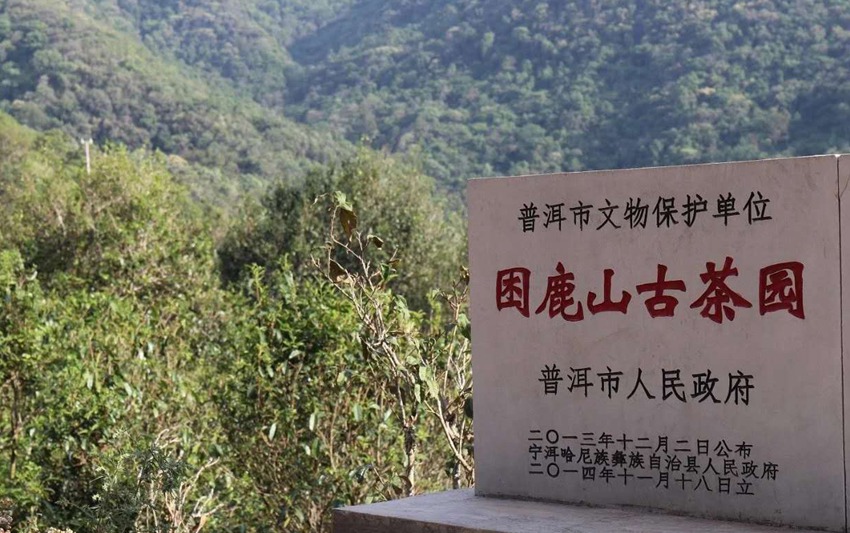 普洱市人民政府将困鹿山古茶园评为普洱市文物保护单位（供图）
