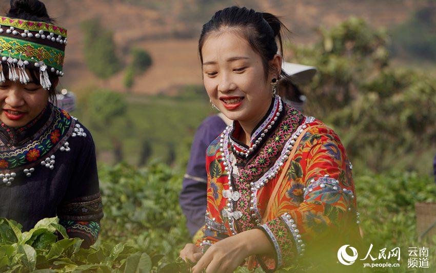 4月6日，寧洱縣溫泉村村民在採春茶。（李天婭 攝）
