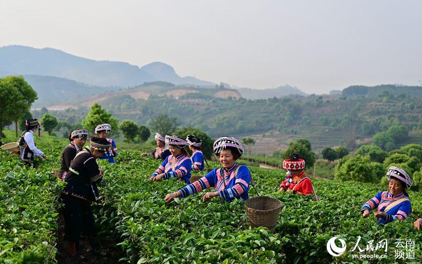 4月6日，寧洱縣溫泉村村民在採春茶。（許時斌 攝）
