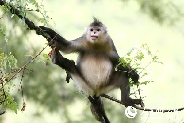 由于栖息地得到持续保护，生活在云南自然保护区里的滇金丝猴种群数量不断增加。云南省林草局供图