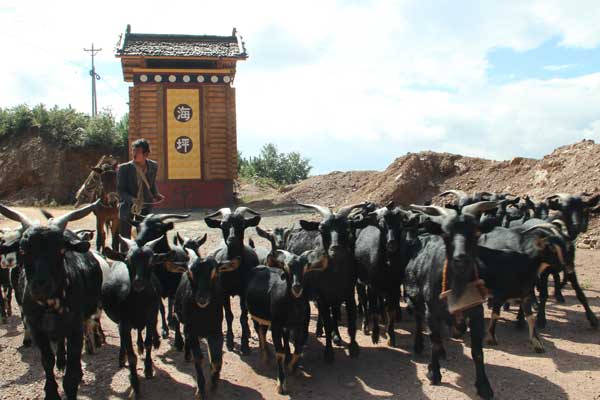 云龙县苗尾乡天灯村的羊群在回家的路上（供图）