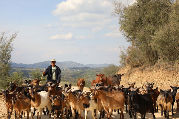 馬堡地村牛羊成群。 供圖
