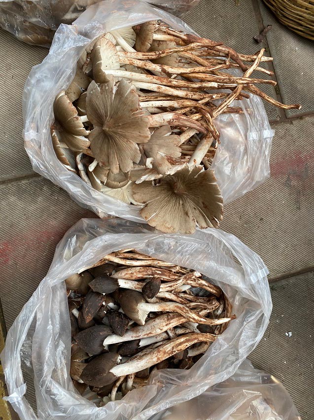 各種各樣的野生菌。供圖